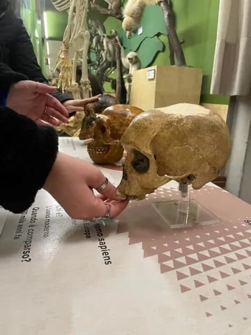 Espolorazione tattile di riproduzione di un cranio al Museo di storia naturale
