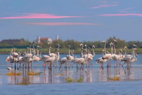 Fenicotteri del Delta del Po in valle Pozzatini Rosolina
