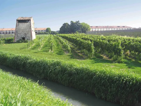 Vista vigne e Palazzo Moneta Belfiore