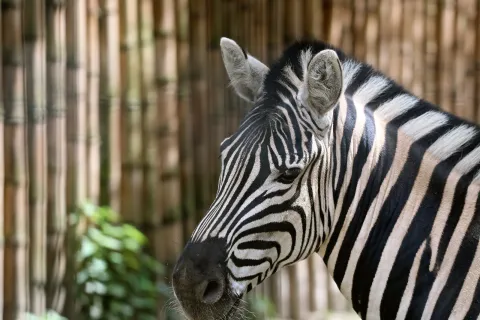 Primo piano del muso di una zebra al Parco Faunistico Cappeller