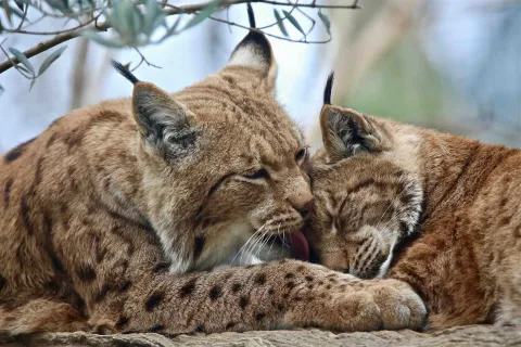 Linci che si prendono cura l'una dell'altra al Parco Faunistico Cappeller