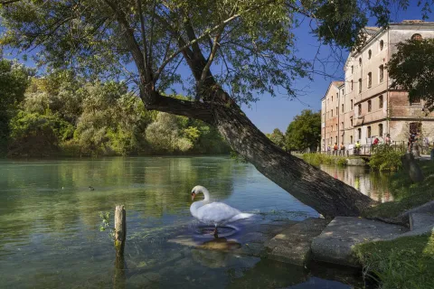 Cigno si specchia sull'acqua nei pressi dell'itinerario dell'archeologia industriale del fiume Sile