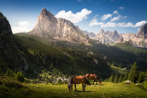 Cavalli al pascolo a Passo Giau