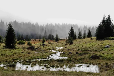 La Torbiera di Marcesina a Enego, è un'area protetta dell'Altopiano di Asigao 7 Comuni caratterizzata da ampie distese erbose, zone umide e natura incontaminata
