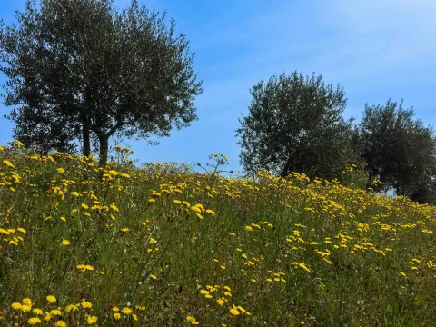 Campo fiorito nella Valle dei Mulini di Mossano