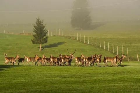 Cervi sull'Altopiano del Cansiglio durante la stagione del bramito