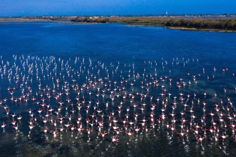 Veduta di stormo di fenicotteri rosa nel Delta del Po