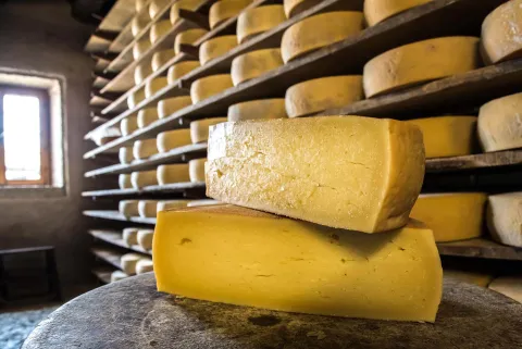 Presentazione di formaggio Monte Veronese in locale per la stagionatura, Parco Naturale Regionale della Lessinia