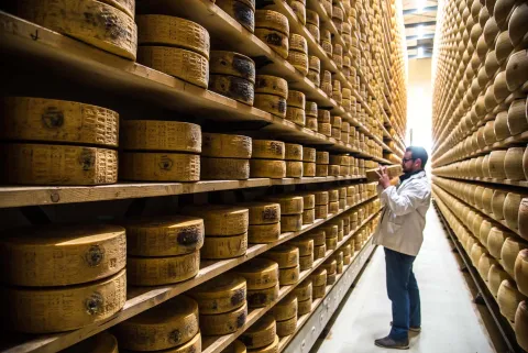 Controllo della stagionatura del formaggio Monte Veronese DOP in un caseificio nel Parco Naturale Regionale della Lessinia