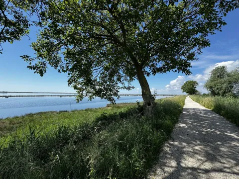 Vegetazione e sentiero lungo la laguna a Quarto d'Altino