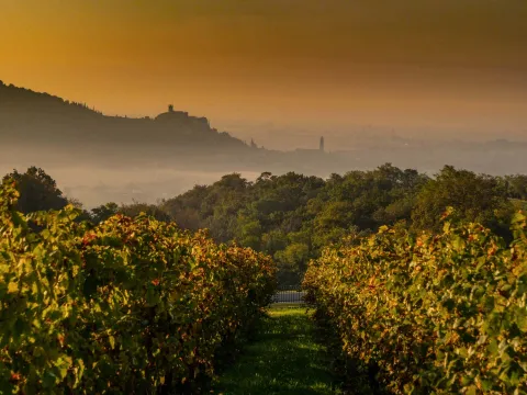 Veduta su vigneti al tramonto nella zona del Soave con il castello scaligero sullo sfondo
