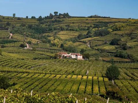 Vigneti nella zona del Soave