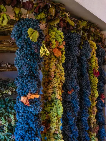 Grappoli di uva bianca e rossa della Valpolicella appesa ad appassire