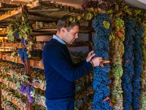 Grappoli di uva della Valpolicella stesa e appesa ad appassire con una persona che controlla