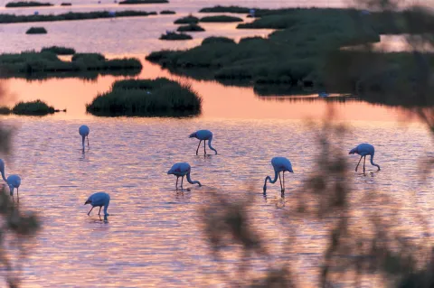 Fenicotteri rosa si abbeverano nella laguna nord a Cavallino Treporti al tramonto
