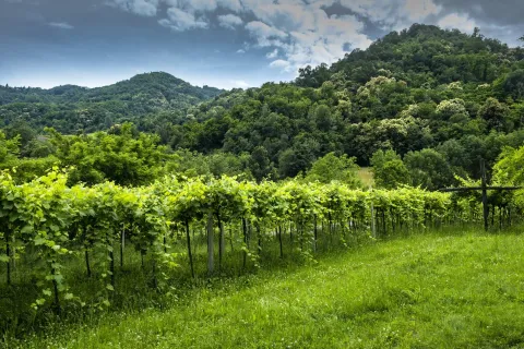 Vigneti di Lessini Durello DOC