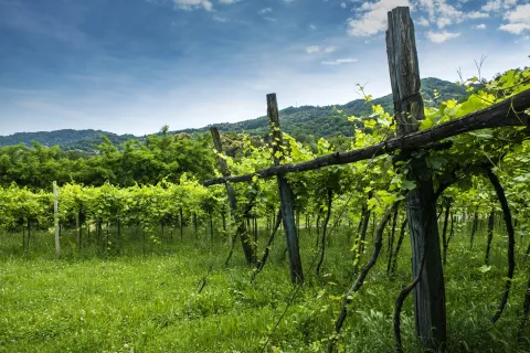 Veduta vigneto