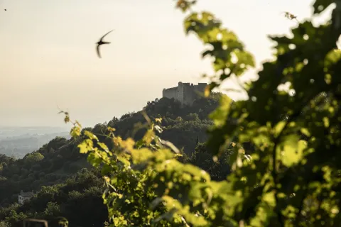 Rocca di Asolo vista dai vigneti del Montello e Colli Asolani DOC