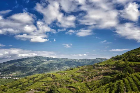 Colline e vigneti del Soave DOC