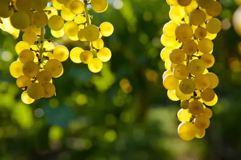 Grappoli di uva bianca del Soave DOC