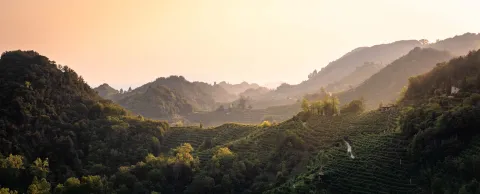 Panoramica dei vigneti sui terrazzamenti delle Colline del Prosecco di Conegliano e Valdobbiadene