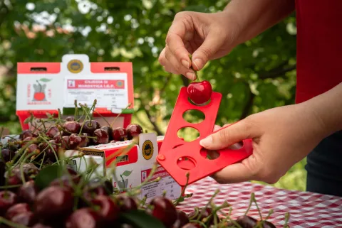 Misurazione della Ciliegia di Marostica