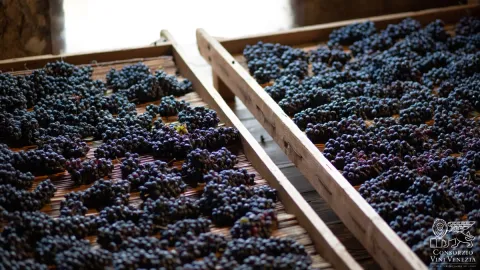Appassimento in cassetta dell'usa Raboso Piave per Malanotte DOCG