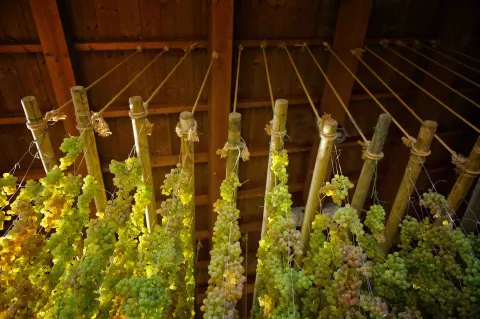 Appassimento dell'uva bianca del Soave DOC