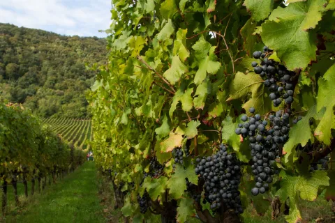 filari di vigneti uvaggio Carmenère sui Colli Berici