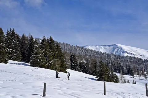 Due persone con le ciaspe tra i boschi dell'Altopiano di Asiago Sette Comuni