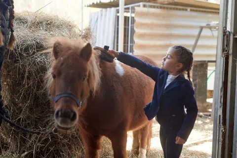Bambina spazzola un cavallo in una scuderia