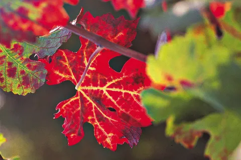 Foglie rosse