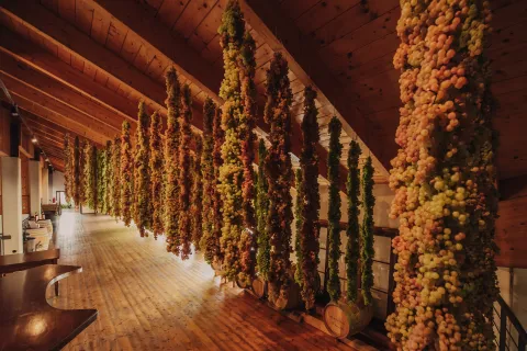 Grappoli uva garganega recioto di gambellara