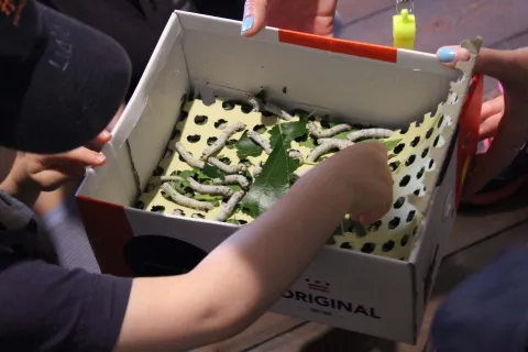 Bambino durante un laboratorio didattico con i bachi da seta