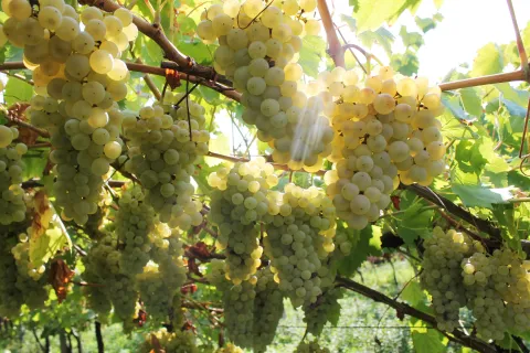 Grappoli di uva