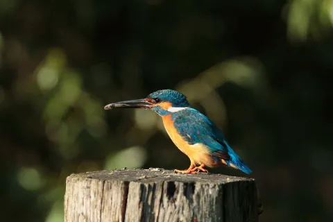 Esemplare di martin pescatore appoggiato su un ceppo