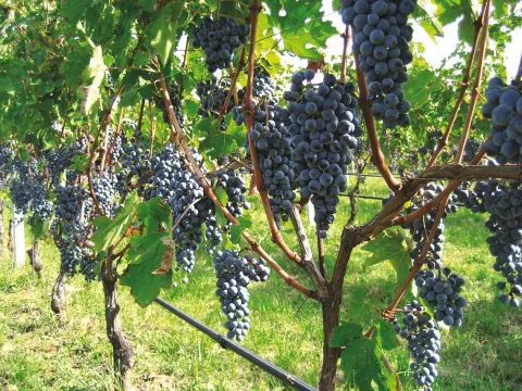 Vigneti con uva di Nero d'Arcole DOC