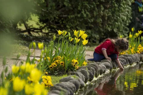 Bambina gioca con l'acqua di uno stagno circondata da tulipani gialli al Parco Giardino Sigurtà
