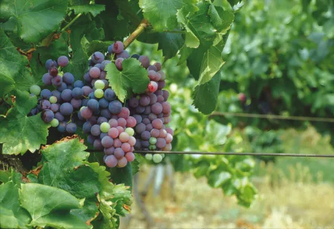 Grappolo uva pinot grigio