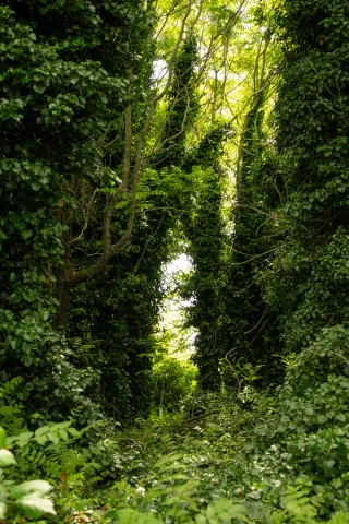 Vegetazione a Poveglia