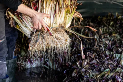 Pianta di Radicchio di Treviso IGP