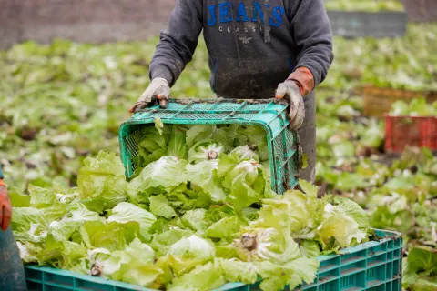 Raccolta del Radicchio Variegato di Castelfranco