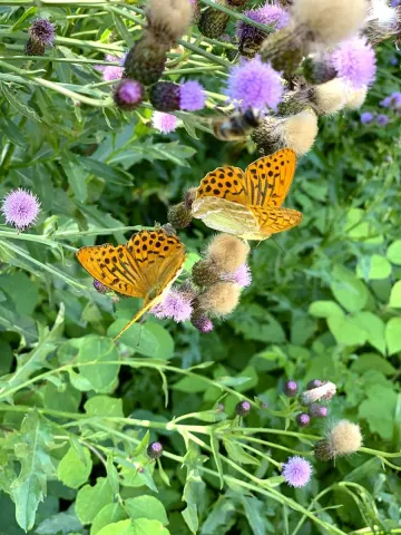 Farfalle, riserva naturale orientata di Somadida