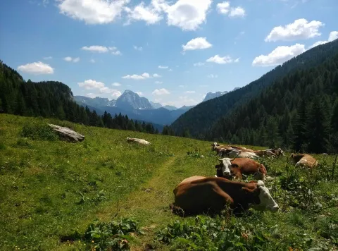 Mucche al pascolo sui prati verso la Malga Dignas lungo il Cammino degli Alti Pascoli