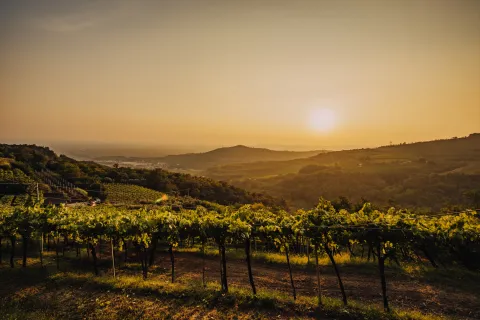 Veduta tramonto nei vigneti di Gambellara