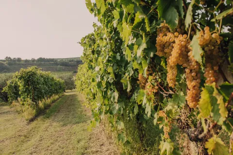 Grappoli di uva garganega