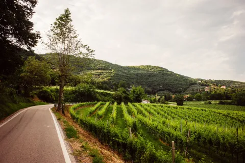 Vigneti di Barbarano sui Colli Berici