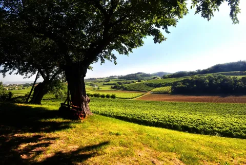 Vigneti a Sarego sui Colli Berici