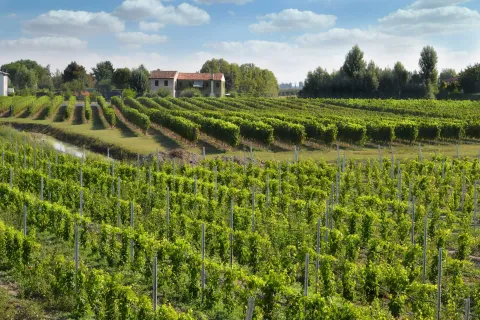 Vigneti di Merlara DOc